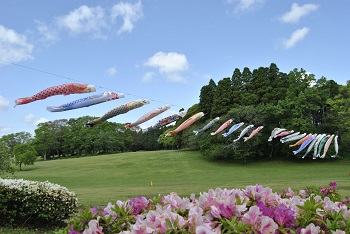 ツツジとコイノボリ