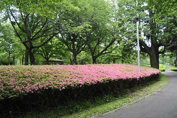 市町村の森付近