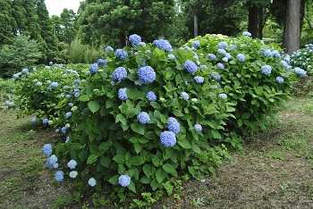 展望台付近の様子