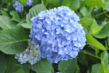 セイヨウアジサイ