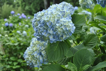 セイヨウアジサイ