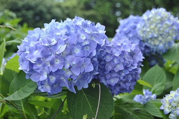 セイヨウアジサイ