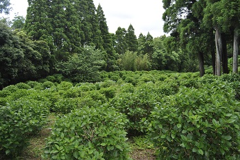 展望台付近の様子