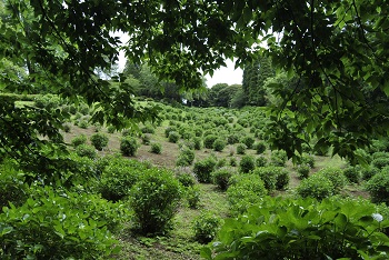 落葉広葉樹林側からの様子