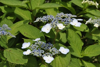 早咲きのガクアジサイ