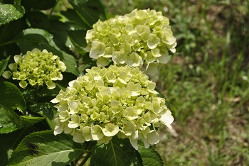 セイヨウアジサイ