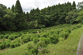 サイクリングコースからの様子