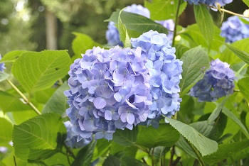 セイヨウアジサイ