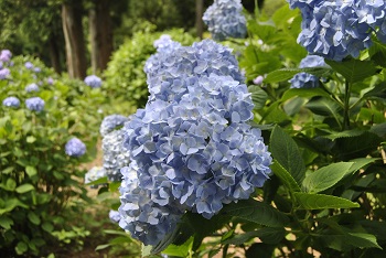 セイヨウアジサイ