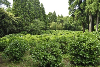 展望台付近からの様子