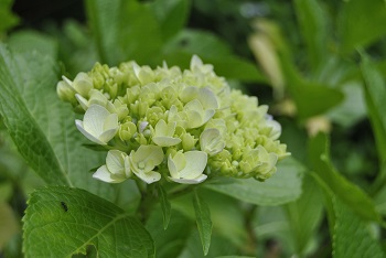 セイヨウアジサイ