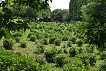 落葉広葉樹林側からの様子