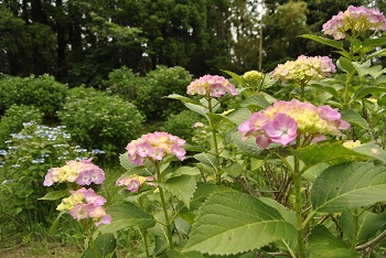 セイヨウアジサイ