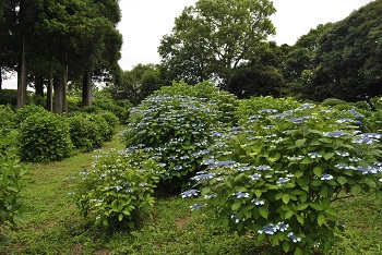 アジサイ園