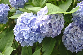 セイヨウアジサイ