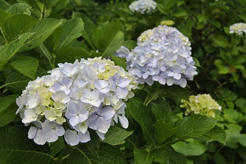 セイヨウアジサイ