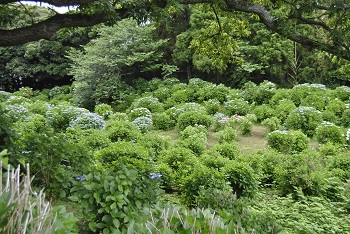 アジサイ園