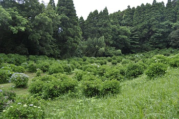 サイクリングコースからの様子