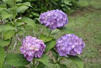 セイヨウアジサイ