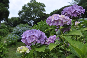 アジサイ園