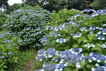 アジサイ園