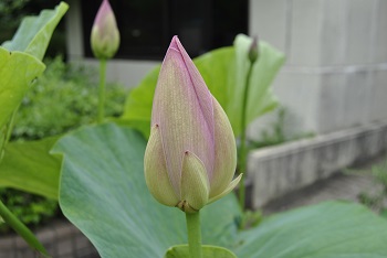 オオガハス（蕾）