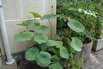 緑公園緑地事務所玄関前