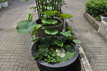 緑公園緑地事務所玄関前