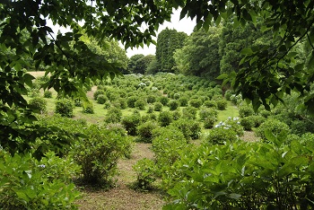 落葉広葉樹林側からの様子