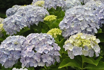 セイヨウアジサイ