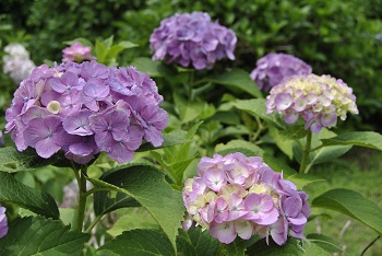 セイヨウアジサイ