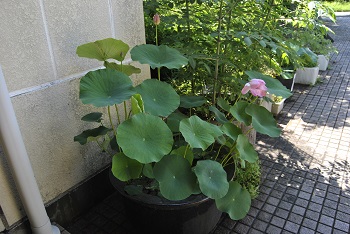 緑公園緑地事務所玄関前