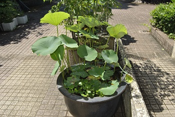 緑公園緑地事務所玄関前