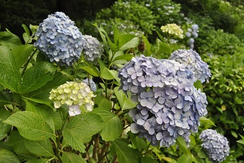 セイヨウアジサイ