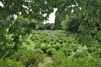 落葉広葉樹林側からの様子