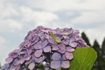 セイヨウアジサイとカマキリ