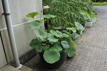 緑公園緑地事務所玄関前