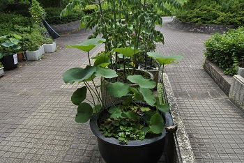 緑公園緑地事務所玄関前