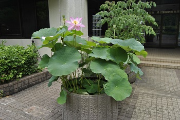 緑公園緑地事務所玄関前