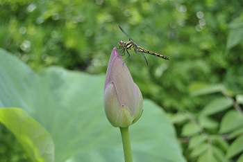 蕾とトンボ