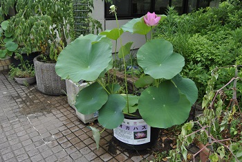 緑公園緑地事務所玄関前