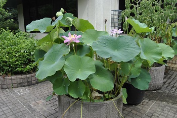 緑公園緑地事務所玄関前