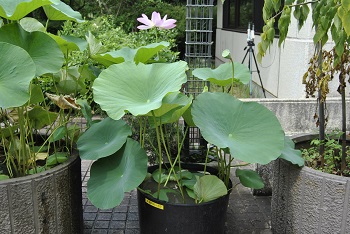 緑公園緑地事務所玄関前