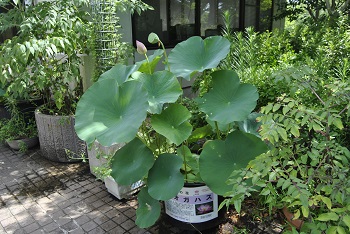 緑公園緑地事務所玄関前