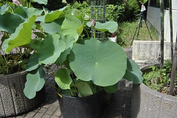 緑公園緑地事務所玄関前
