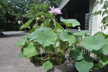 緑公園緑地事務所玄関前