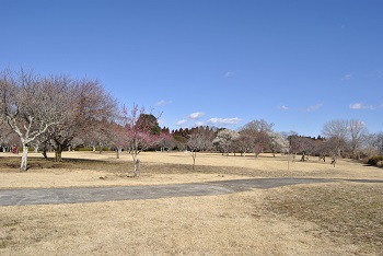 四阿付近の様子