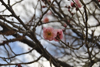 桜鏡