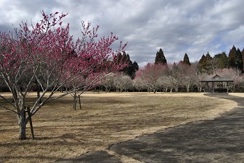 四阿付近の様子