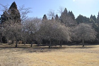 枝垂れ梅（白）